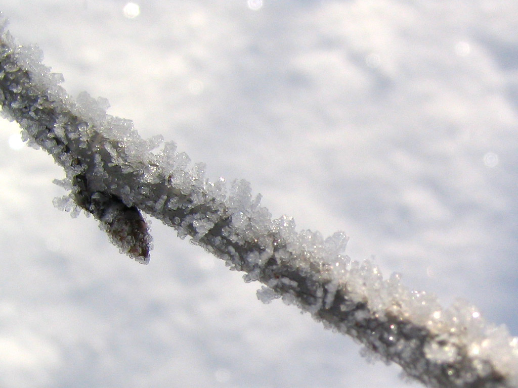 サクラの枝についた氷
