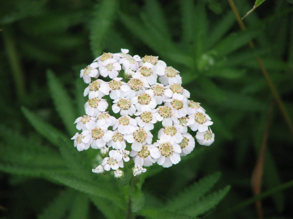キタノコギリソウ Achillea alpina subsp. japonica