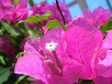 ブーゲンビリア