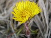 フキタンポポ