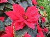ポインセチア