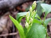 ササバギンランのつぼみ