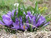 クロッカス