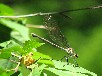 サナエトンボの仲間