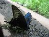 カラスアゲハ
