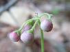オオウメガサソウのつぼみ