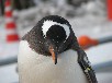 ジェンツーペンギン