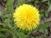 セイヨウタンポポ