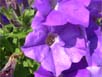 ペチュニア