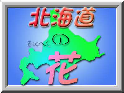 北海道そのへんの花